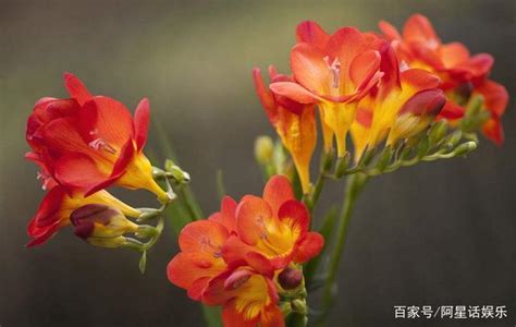 紅色小花植物|6種經常見還好養活的紅色小花，幫你裝點一個熱鬧的陽台花園